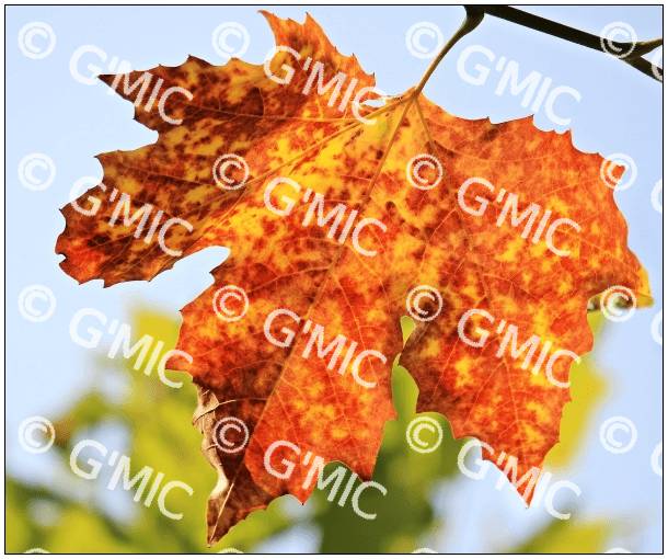 gallery_watermark_visible36