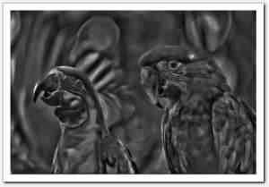 gallery__gallery_blackandwhite7
