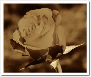 gallery_sepia10