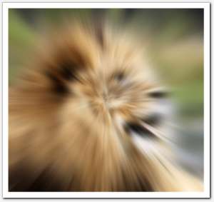 gallery_blur_radial13