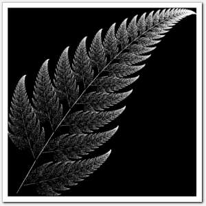 gallery_shape_fern26